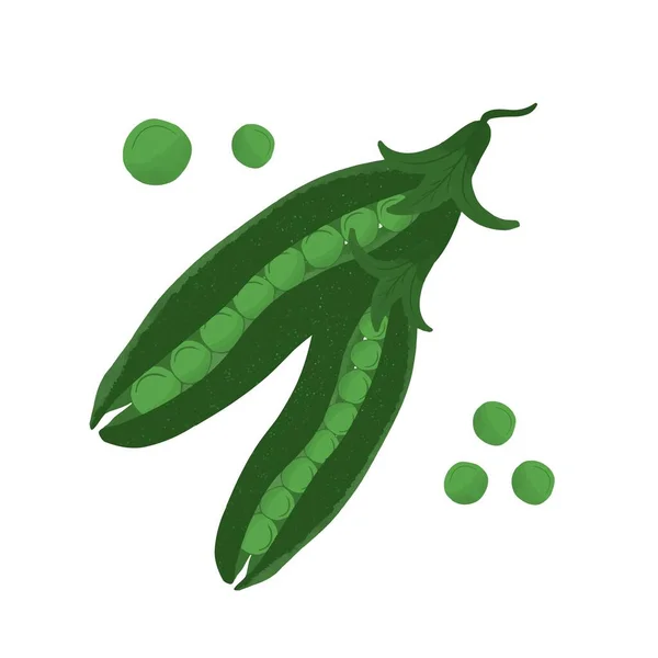 Green Peas Dibujado Mano Organic Farm Alimentos Aislados Sobre Fondo — Vector de stock