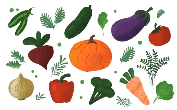 Hand Drawn Organic Vegetables Pumpkin Beetroot Cabbage Broccoli Carrot Pepper — Wektor stockowy
