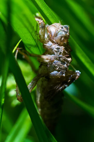 Insect macro — Stockfoto