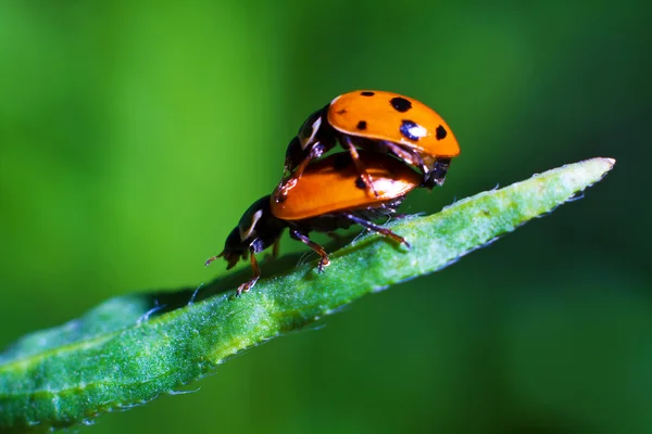 Insect macro Stockafbeelding