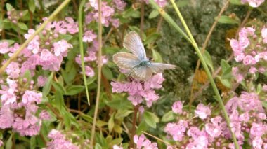 Dağlık çiçekler. sürgün dizisi.