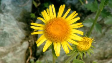 Dağlık çiçekler. sürgün dizisi.