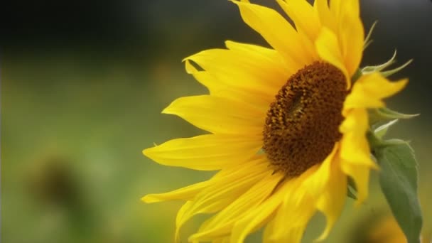 Gros plan sur l'herbe des champs de tournesol (jour statique) )