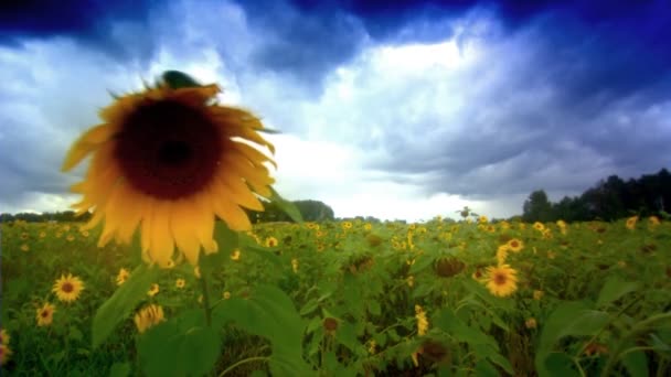 Primer plano de la hierba del campo de girasol (estático - día ) — Vídeos de Stock