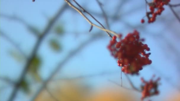 Μεγέθυνση του ashberry φθινόπωρο μούρων (μικτή-άλλα - ημέρα) — Αρχείο Βίντεο