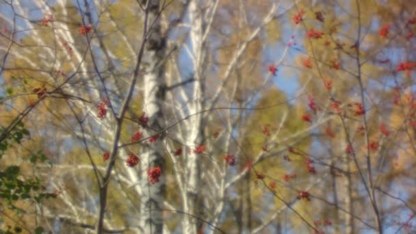 Tiro medio de la baya de arándano de otoño (mezclado-otro - día ) — Vídeos de Stock