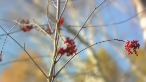 Közeli kép a ashberry őszi bogyó (vegyes-egyéb - nap) — Stock videók