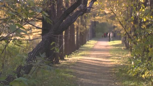 Ong shot of Squirrel Formal Garden Autumn (pan - day) — Stock Video