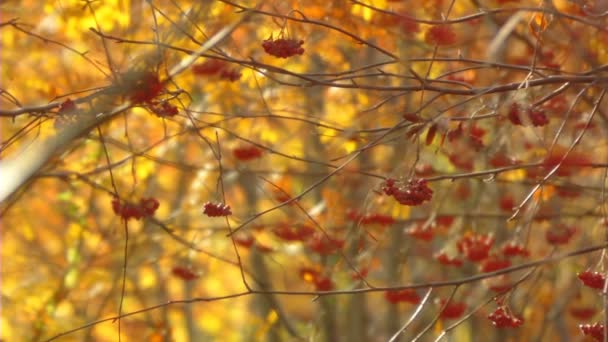 Vue panoramique des branches d'automne. Concentrez-vous. Mouvement lent .