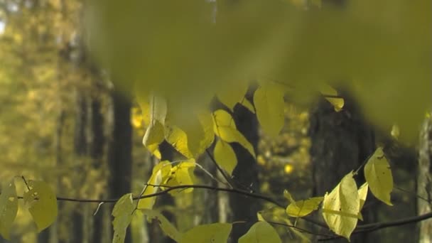 Folhas de outono e beco do parque — Vídeo de Stock