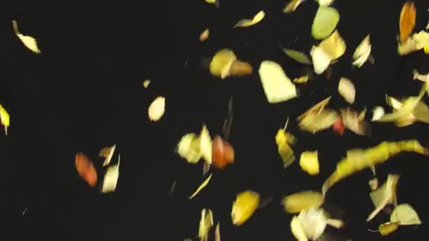 Medium shot of Alpha autumn background (static - artificial) — Stock Video