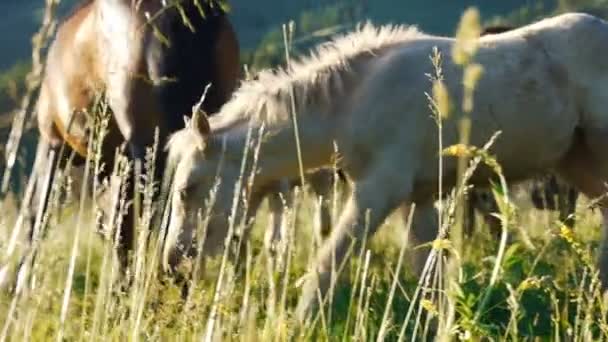Atlar — Stok video