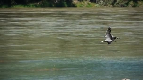 Las grúas están volando a través del río — Vídeo de stock