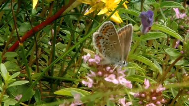 Bergiga blommor. sekvens av skott. — Stockvideo