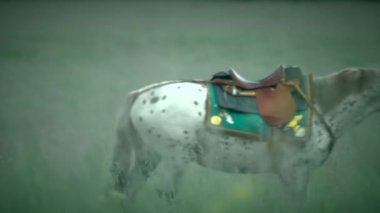 Asya barbar Altay uzun atış (karışık-diğer - gün)