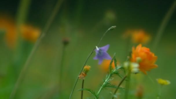 Primo piano dell'erba verde rurale di campagna (statico - giorno ) — Video Stock