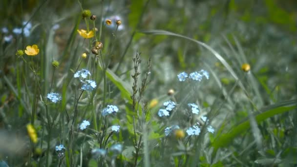 Primo piano dell'erba verde rurale di campagna (statico - giorno ) — Video Stock