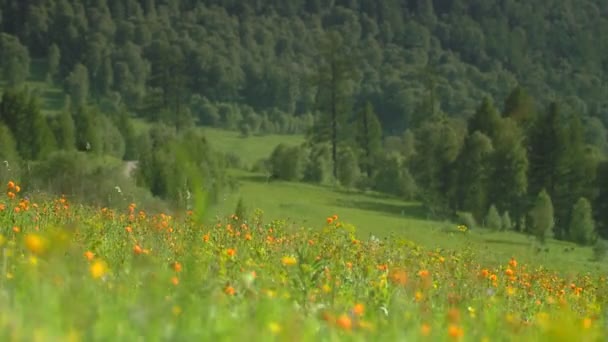 Largo tiro de campo de montaña rural (inclinación - día ) — Vídeos de Stock