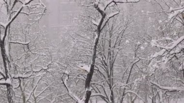 New York kar yağışı kış orta çekim (pan - gün)