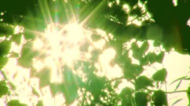 yaprakları ile güneş parlar