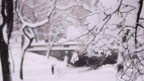 Hosszú lövés, a new York-i park nehéz hó (statikus - nap) — Stock videók