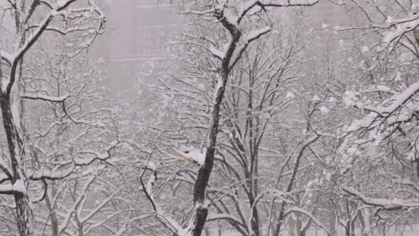 Střední záběr zimní sněžení New York (pan - den) — Stock video