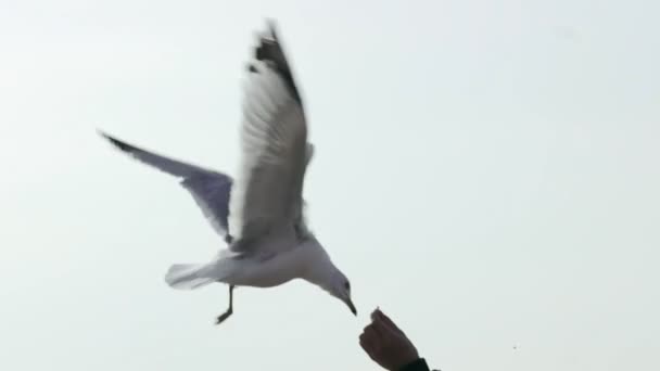 Seagulls and — Stock Video