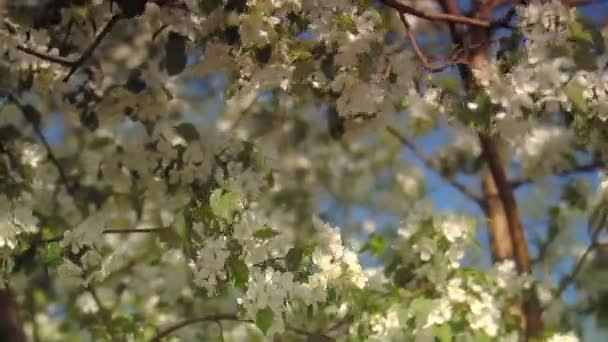 El manzano está en flor — Vídeo de stock