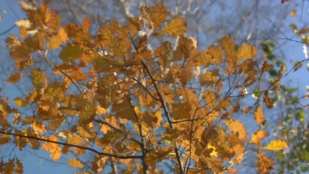 Autumn fall — Stock Video