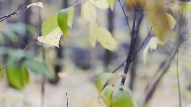 Осенняя осень — стоковое видео