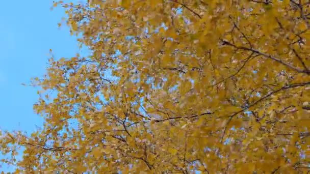 Automne automne — Video