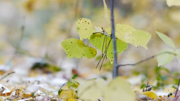 Autumn fall — Stock Video