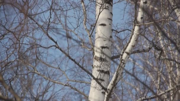 Pan of birch branches — Stock Video