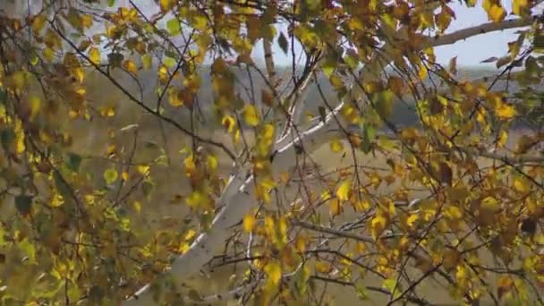 Kraan shots van de berk aan het tarweveld — Stockvideo