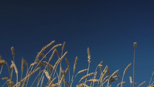 Dolly shot of ears — Stock Video