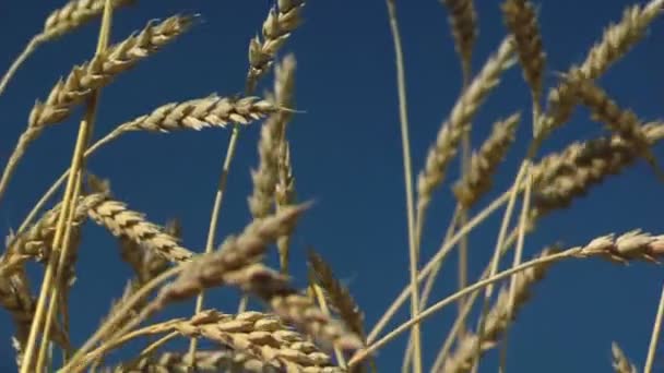 Dolly shot of ears — Stock Video