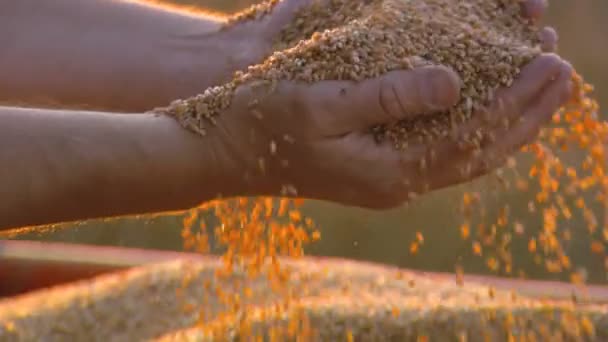 Крупный план сбора сельскохозяйственного хлеба (смешанный - дневной) ) — стоковое видео