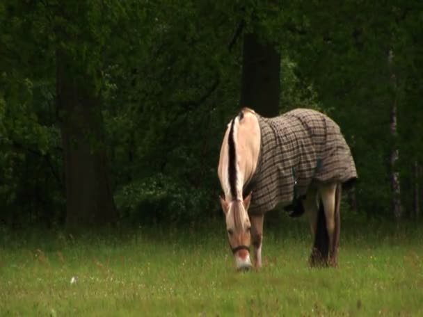 Longo tiro de cobertura de pônei de cavalo (estático - dia ) — Vídeo de Stock