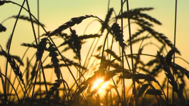 Die Sonne durch den Weizen — Stockvideo