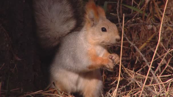 Close-up podzimní park wild (statické - den) — Stock video