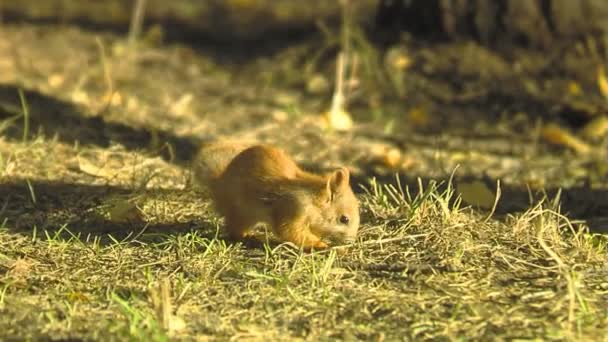 Tiro medio del parque de animales de otoño (mixto-otro - día ) — Vídeos de Stock