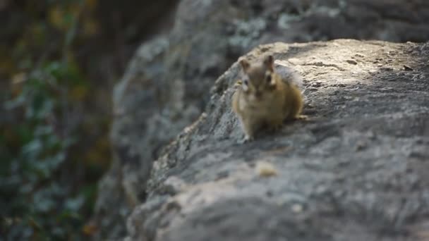 Gros plan sur la faune de l'écureuil tamias (portable - jour )