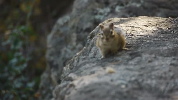 Nahaufnahme von Streifenhörnchen-Wildtieren (Handheld - Tag) — Stockvideo