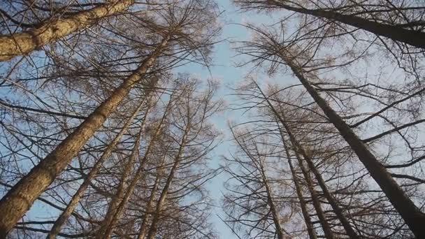 Barn i Vinterparken. sekvens av bilder. — Stockvideo