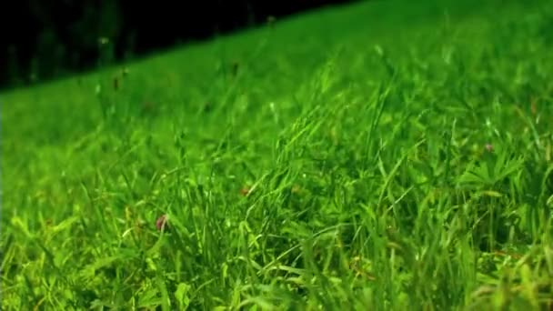 Champ d'herbe verte en brise. Mouvement lent 