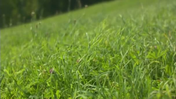 Green grass field in breeze. Slow motion — Stock Video