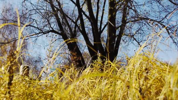 Fille marche à travers le champ — Video