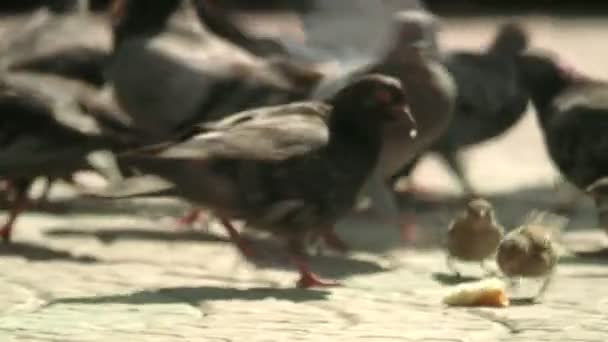 Маленькая девочка кормит птиц — стоковое видео