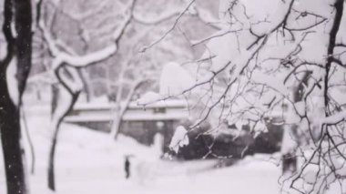 NY park kar yağışı altında