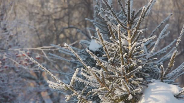 Heure d'hiver dans le parc 